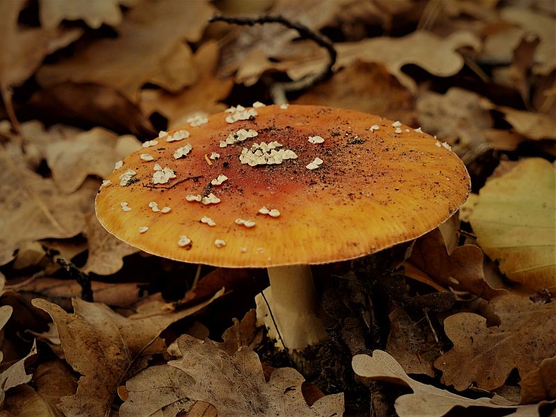 Foto 24 verkleind.jpg - Paddestoelen